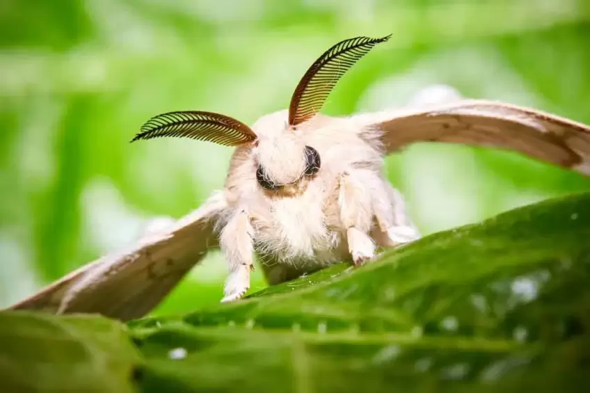 what do poodle moths eat?