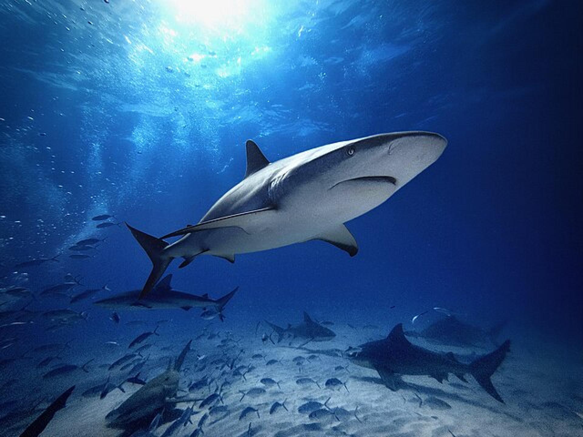 How Shark Teeth Can Resist Ocean Acidification how-shark-teeth-can-resist-ocean-acidification